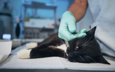 35 Reasons to Call Your Veterinarian