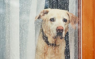 (Not the Same Old Info on) Emergency Preparedness for Your Pets