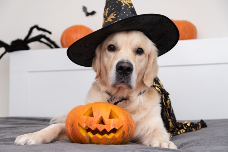 Halloween Events In San Diego North County And Beyond Claws And Paws 