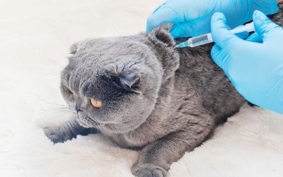 How to manage diabetes in cats