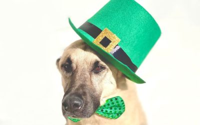 Fun Facts About Irish Pets and Their History