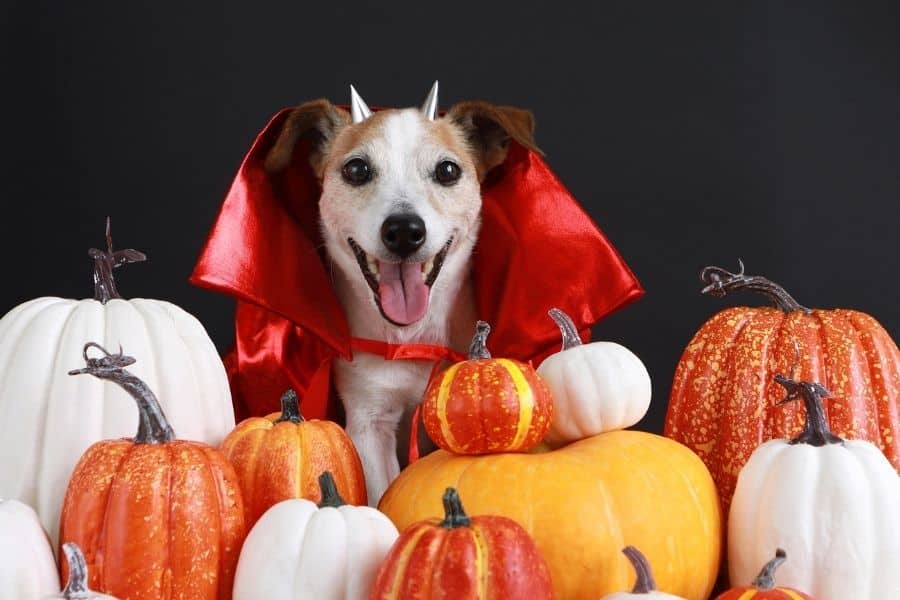 Halloween Pet Events in San Diego County