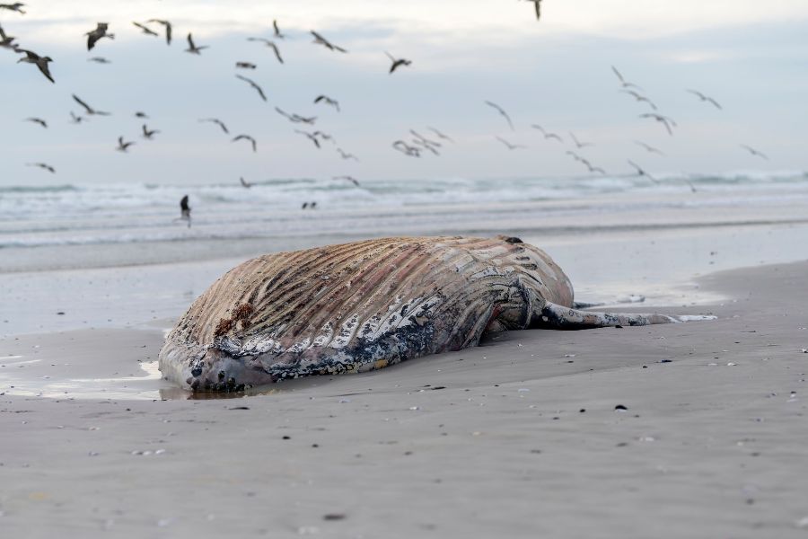 dead whale at the beach