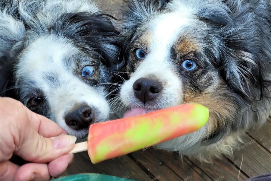 Fun in the Sun: Easy Ways to Keep Your Dog Cool and Engaged