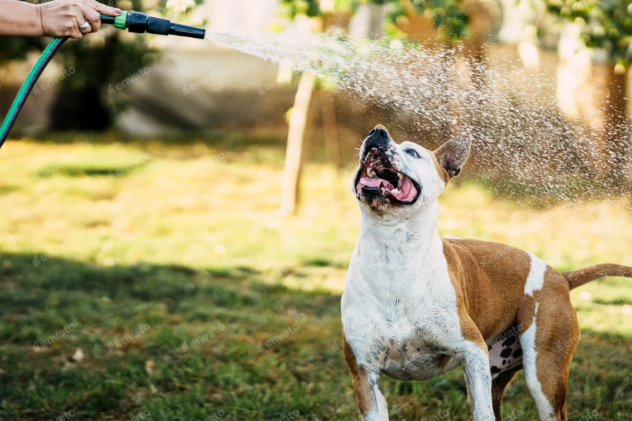 Fun in the Sun: Easy Ways to Keep Your Dog Cool and Engaged
