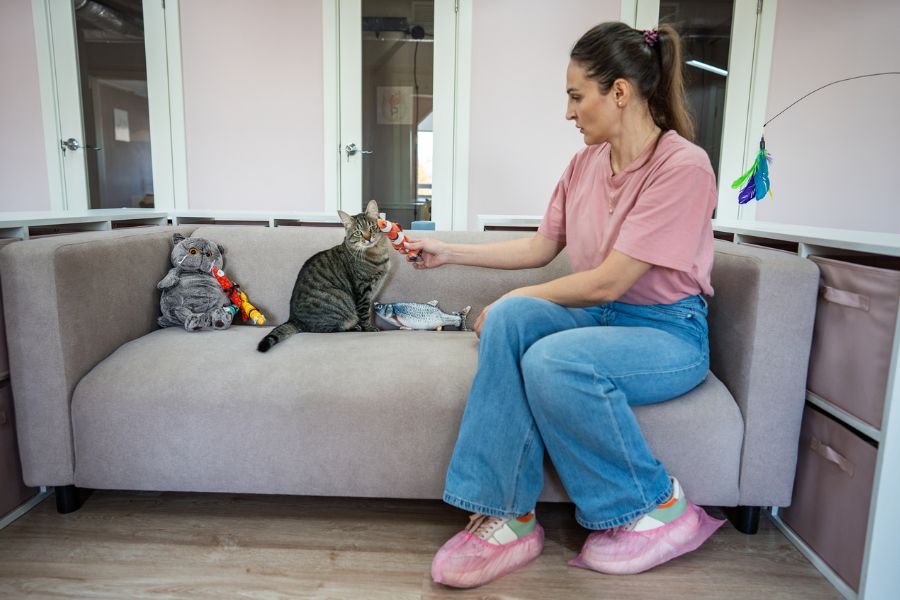 couch and kitty