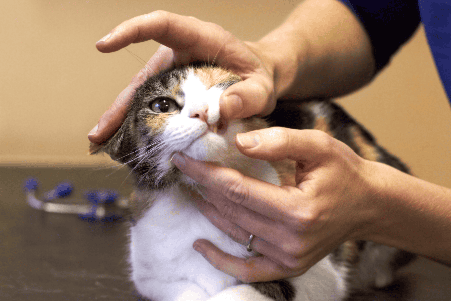 September is Animal Pain Awareness Month Signs Your Pet May Be in Pain