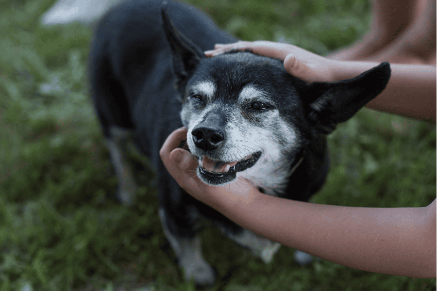 September is Animal Pain Awareness Month: What Every Pet Parent Should Know