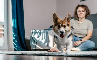 Winter Fun Indoors: Creative Ways to Keep Your Pets Active and Happy