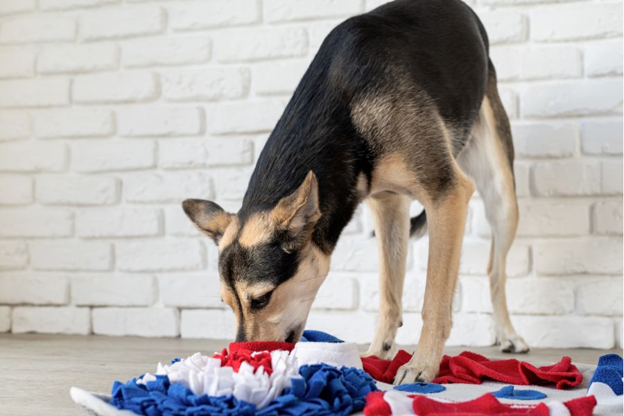 cute mixed breed dog playing with washable snuffle mat for hiding dried treats for enrichment in San Diego