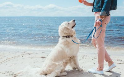 North San Diego Dog Owners: How Walks Help Training and Behavior