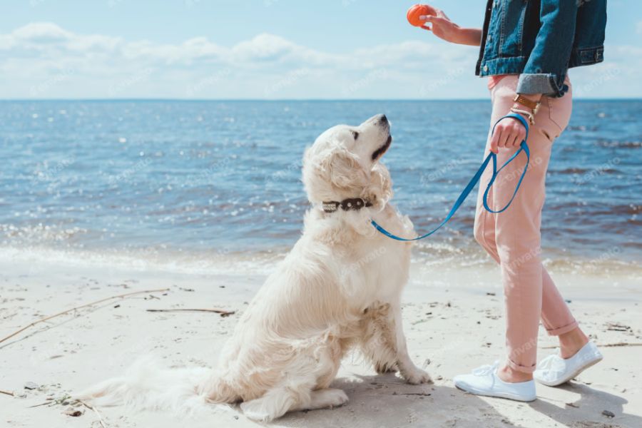 North San Diego Dog Owners: How Walks Help Training and Behavior