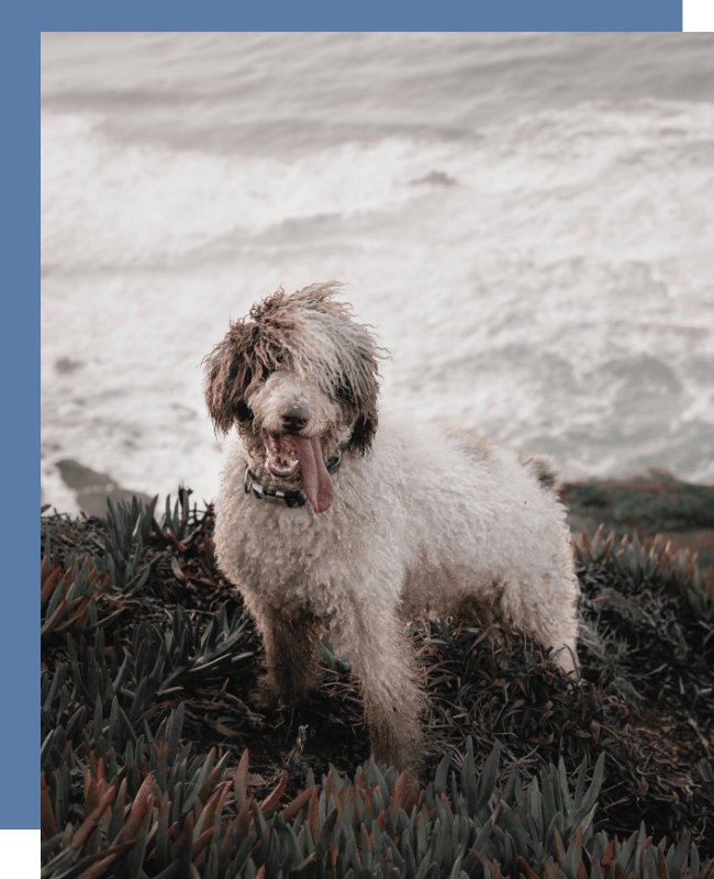 Dog Walking and Pet Sitting in Encinitas (including Olivenhain, Leucadia, Cardiff), Rancho Santa Fe, La Costa, and Solana Beach.