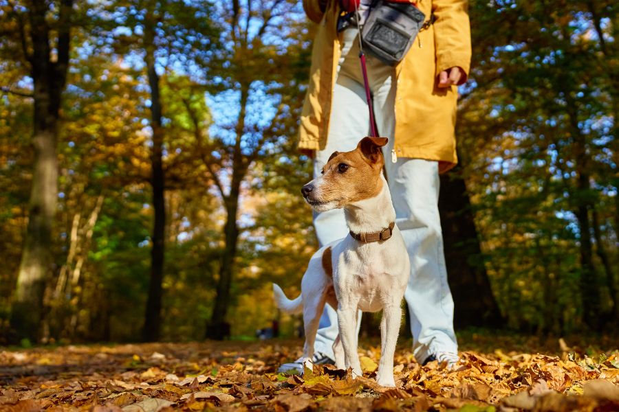 Our Top 5 Dog Walking Tools