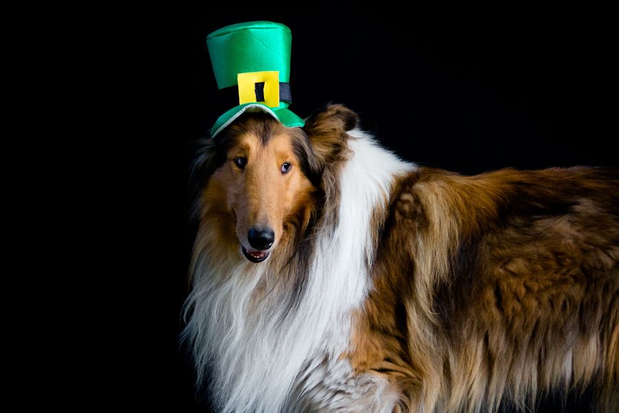 Pet-Safe Foods to Keep in Mind This St. Patrick’s Day