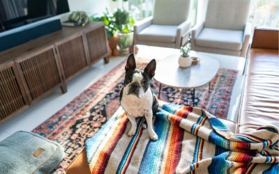 How to Introduce a New Rescue Dog to Your Home