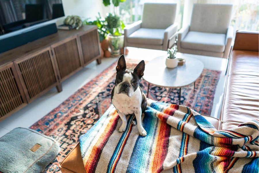 How to Introduce a New Rescue Dog to Your Home