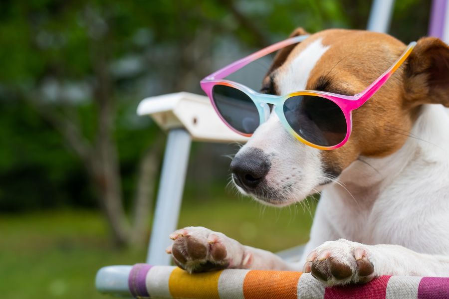 Join Us at Cardiff Dog Days of Summer 2026 – Visit Our Booth for Exclusive Deals & Freebies!