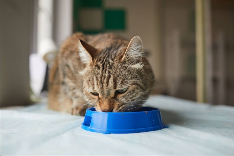 Striped Cat Eating from a Blue Bowl