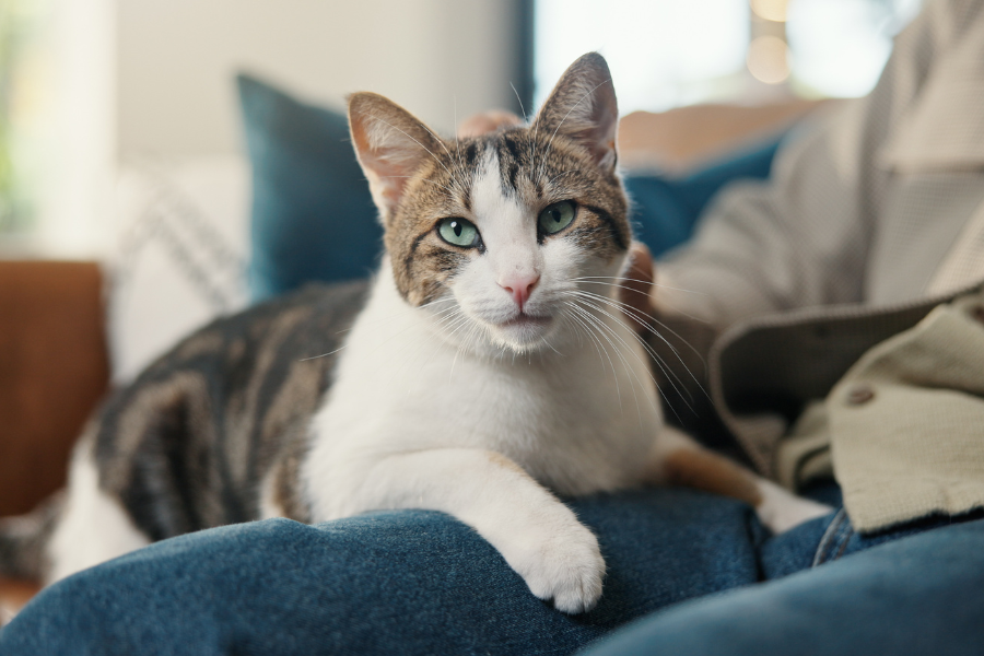 The Hidden Triggers: 7 Everyday Things That Could Be Giving Your Cat Allergies