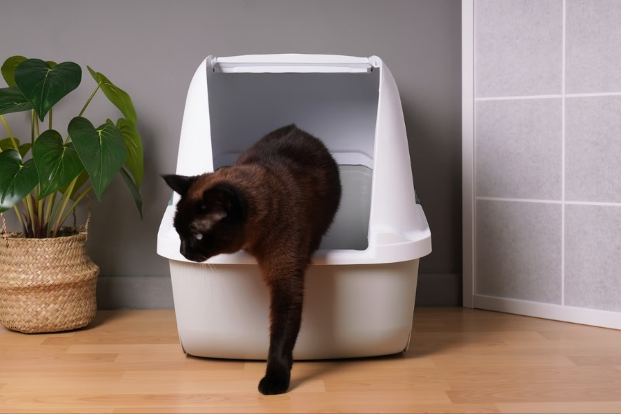 Brown Cat Exiting a White Enclosed Litterbox