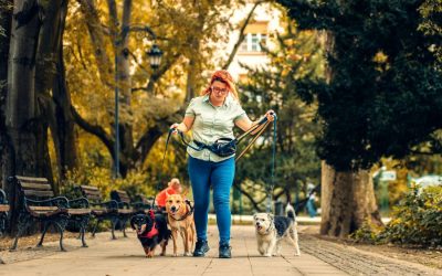 Pet Sitter Education Month